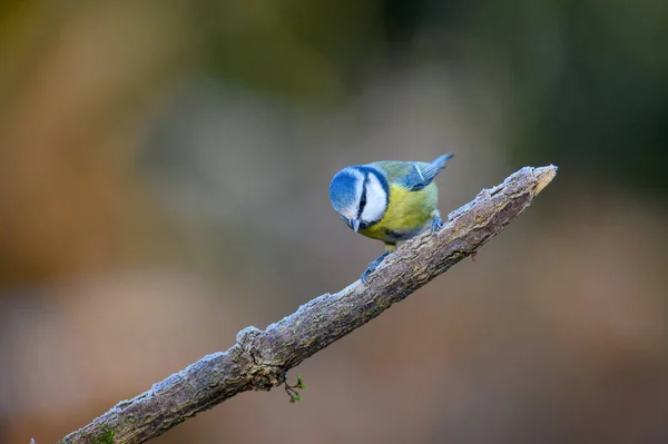 Blue Tit Cyanistes Caeruleus Perched Frosty Branch Looking — Foto Stock