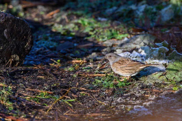Dunnock, Prunella modülü, çalılıkların arasında bir kütüğün üzerinde duruyor. Kış, yan görünüm, sola bakmak