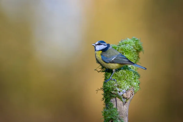 Blue Tit Cyanistes Caeruleus Perched Moss Covered Branch Looking Left — Stok fotoğraf