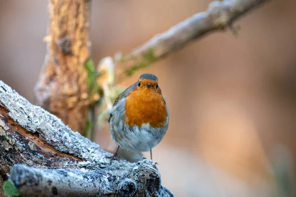 Robin Erithacus Rubecula Perched Frosty Branch Looking Ahead — Stock Photo, Image