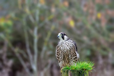 Peregrine Falcon, Falco peregrinus, bir çit direğine tünemiş..