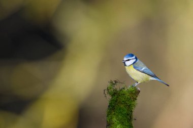 Blue Tit, Cyanistes Caeruleus, perched on a tree branch against a blurred background. Winter.