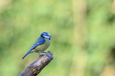 Blue Tit, Cyanistes caeruleus, perched on a frosty branch, looking right