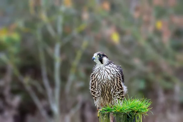 Falcon Peregrine Falco Peregrinus Сел Столб Забора — стоковое фото
