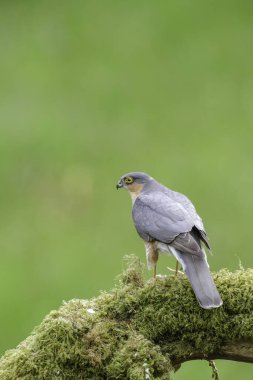 Atmaca, Accipiter Nisus, liken kaplı bir kütüğe tünemiş.