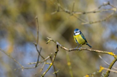 Blue Tit, Cyanistes Caeruleus, perched on a tree branch against a blurred background. Winter.