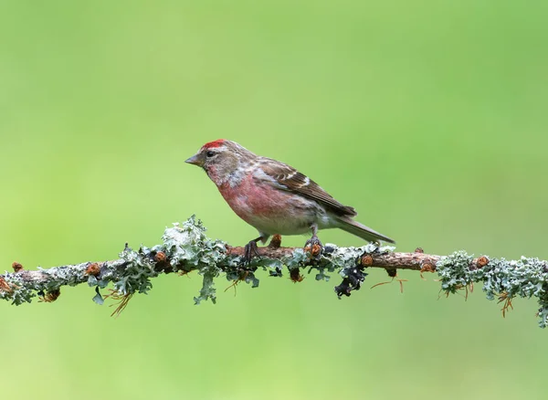 Redpoll Acanthis Flammea Male Perched Lichen Covered Branch Clean Green — Stock Photo, Image