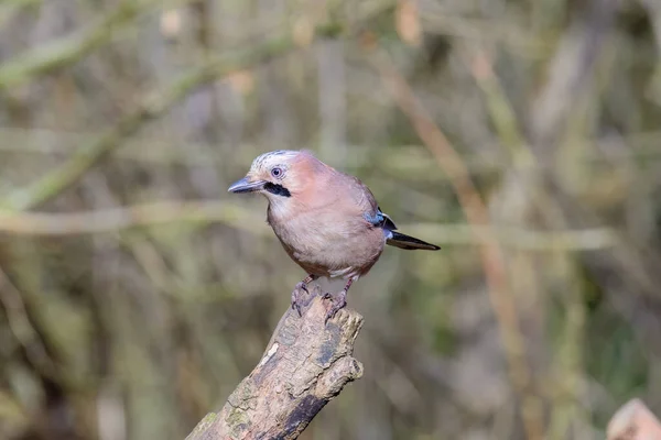 Jay, Garrulus glandarius, bir ağaç kütüğüne tünemiş..
