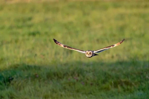 Kısa Kulaklı Baykuş Asio Flammeus Avcılık — Stok fotoğraf