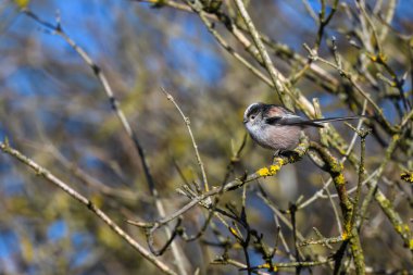 Lobg Tailed Tit, Aegithalos caudatus, perched on a tree branch. winter, side view looking left.