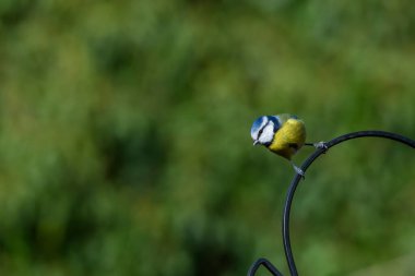 Blue Tit, Cyanistes Caeruleus, perched on a bird feeder against a blurred background. Winter. Side view, looking left