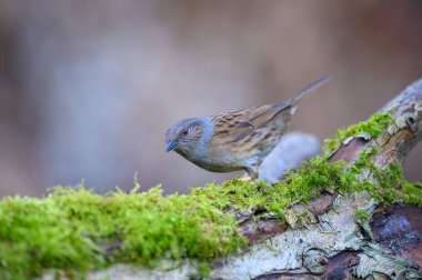 Dunnock, Prunella modularis, yosun kaplı ağaç kepçesine tünemiş.