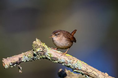 Wren, Troglodit trogloditleri, liken kaplı bir dala tünemişlerdi. Sola bak