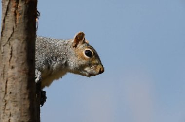 Grey Swuirrel, Sciurus carolinensis, bir ağaç gövdesinin arkasından gözetliyor. Yan görünüm, sağa bak
