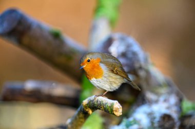 Robin, Erithacus Rubecula, soğuk bir dala tünemiş, sola bakıyor.