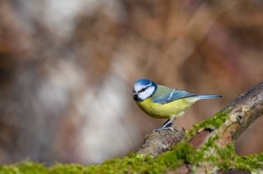 Mavi baştankara, Cyanistes caeruleus, bir dal üzerinde tünemiş.