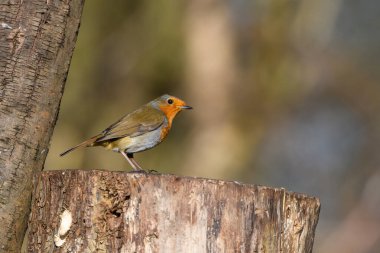 Avrasyalı Robin, Erithacus Rubecula, Ağaç kütüğüne tünemiş, Kış, yan manzara, sağa bakıyor.