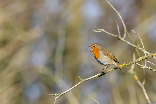 Robin Euroasiático Erithacus Rubecula Encaramado Una Rama Árbol Cantando Invierno — Foto de Stock