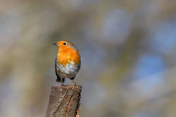 Eurasian Robin Erithacus Rubecula Perched Tree Stump Winter Front View — 스톡 사진