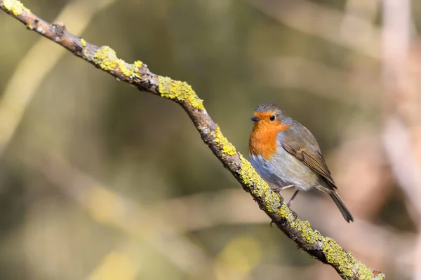 Eurasian Robin Erithacus Rubecula Perched Lichen Covered Tree Branch Winter — 스톡 사진