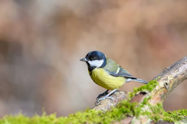 Great Tit Parus Major Perched Moss Covered Tree Branch Side — стокове фото
