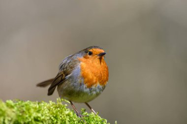 Avrasyalı Robin, Erithacus Rubecula, yosun kaplı bir ağaç dalına tünemiş, kış, ön manzara, sağa bakıyor.