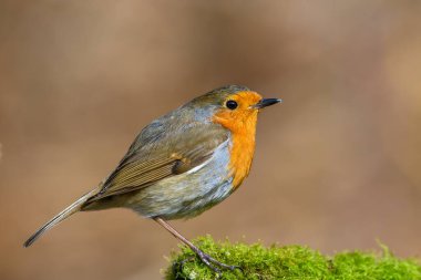 Avrasyalı Robin, Erithacus Rubecula, yosun kaplı bir ağaç dalına tünemiş, kış, yan manzara, sağa bakıyor.