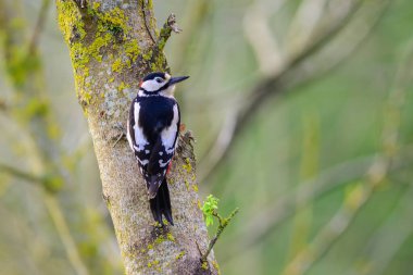 Büyük benekli ağaçkakan, Dendrocopos Major yiyecek aramak için bir ağaca tırmanıyor..