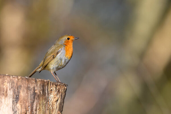 Eurasian Robin, Erithacus Rubecula, Perched on a tree stump, Winter,side view, looking right.