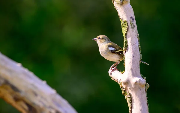 Female Chaffinch Fringilla Coelebs Perched Dead Branch — Stock Photo, Image