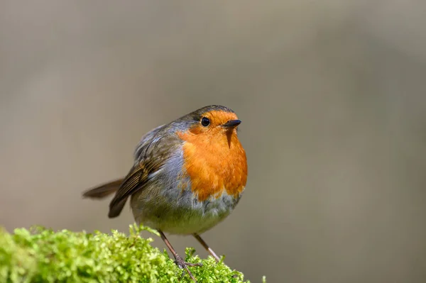 Eurasian Robin Erithacus Rubecula Perched Moss Covered Tree Branch Winter — 스톡 사진