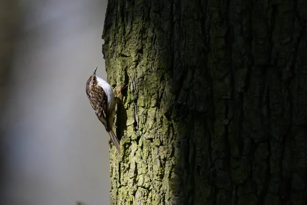 Ağaç Bekçisi, Certhia tanıdık, ağaca tırmanıyor..