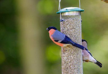 Coal Tit, Periparus ater, perched on a branch clipart