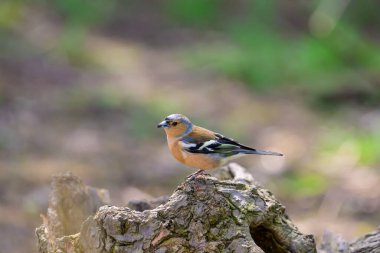 Erkek Chaffinch, Fringilla coelebs, bir ağaç kütüğüne tünemiş.