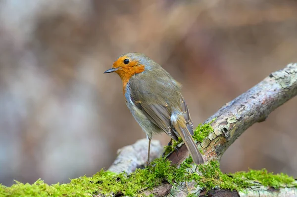 Eurasian Robin Erithacus Rubecula Perched Moss Covered Tree Branch Winter — 스톡 사진