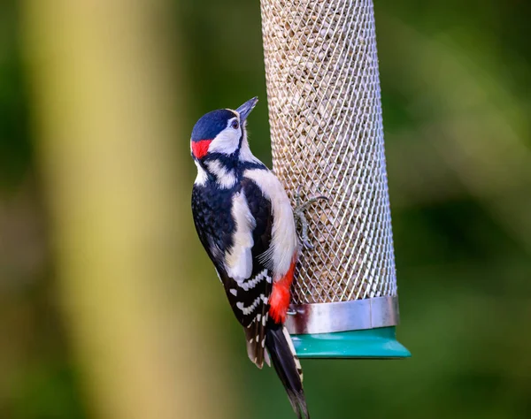 stock image Coal Tit, Periparus ater, perched on a branch