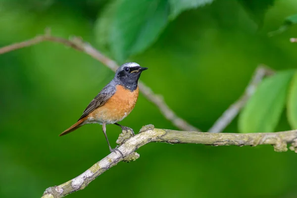 Male Redstart Phoenicurus Phoenicurus Perched Tree Branch Side View — Stock Photo, Image