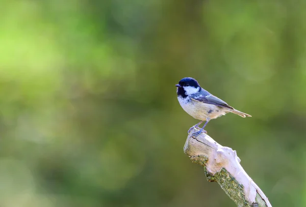 Coal Tit Periparus Ater Perched Branch — Zdjęcie stockowe