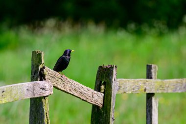 Ortak Starling, Sturnus vulgaris, bir çiftlikte çitin üzerine tünemiş