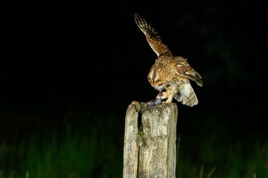 Tawny baykuşu, Strix aluco, bir kapı direğinde besleniyor..