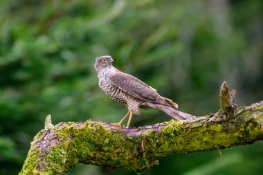 Atmaca, Accipiter nisus, yosun kaplı bir dala tünemiş.