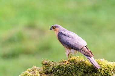 Atmaca, Accipiter Nisus, liken kaplı bir kütüğe tünemiş.