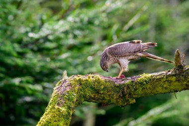 Atmaca, Acipiter nisus, avla kaplı bir yosun dalına tünemiş..