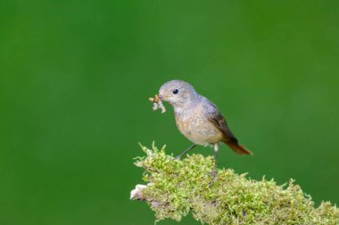 Kadın Kızılay, Phoenicurus Phoenicurus, ormanlık alanda bir ağaç kütüğünde.