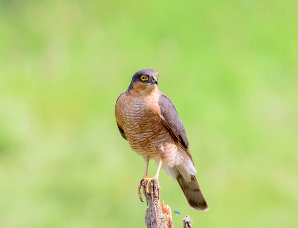 Sparrow Hawk Accipiter Nisus Sedí Polámaném Kůlu — Stock fotografie