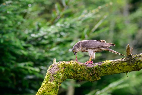 Sparrowhawk Accipiter Nisus Empoleirado Ramo Coberto Musgo Comendo Presas — Fotografia de Stock