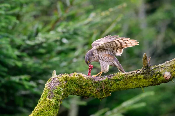 Sparrowhawk Accipiter Nisus Сидя Ветке Покрытой Мхом Поедая Добычу — стоковое фото