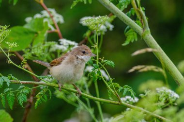 Çaylak Whitethroat, Sylvia Communis, parantez içinde