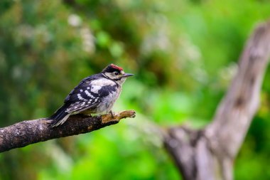 Juvenile Büyük benekli ağaçkakan, Dendrocopos Major, bir dala tünemiş.