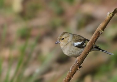 Chaffinch, Fringilla coelebs, çalıların üzerine tünemiş